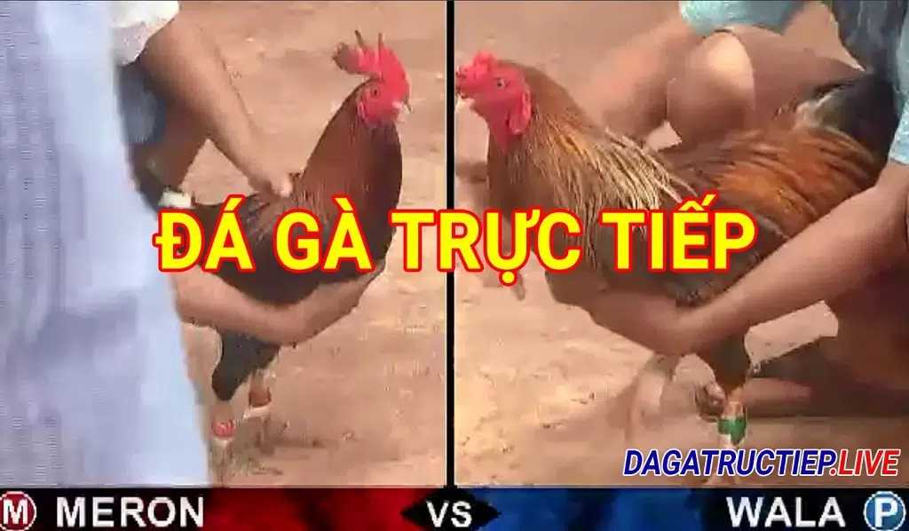 Đá Gà Trực Tiếp Thomo Hôm Nay