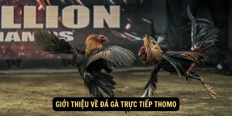 Đá Gà Thomo - Sân Chơi Đá Gà Trực Tiếp Hấp Dẫn Nhất Hiện Nay