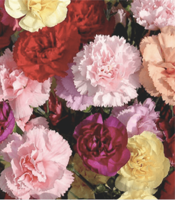 Wholesale Carnations | Bulk Carnation, Roses & Bouquet Flowers | Floral - Carnations