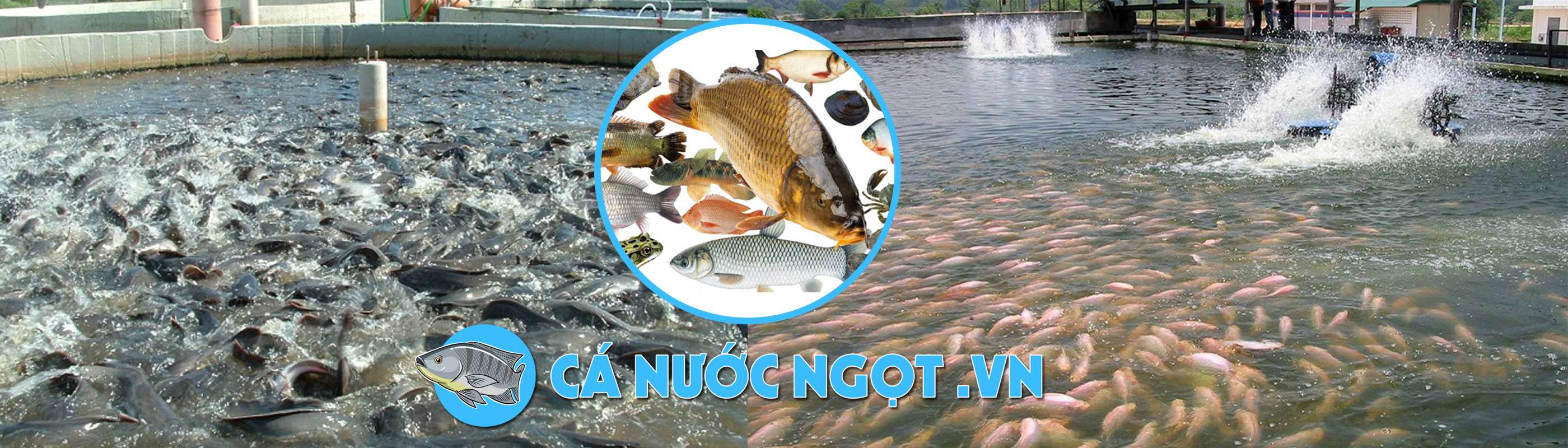 Cá Nước Ngọt