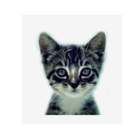 We Love Cats and Kittens Avatar