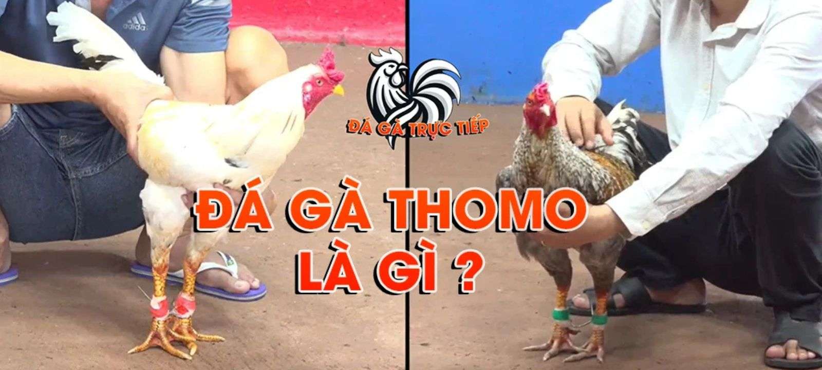 ĐÁ GÀ TRỰC TIẾP THOMO