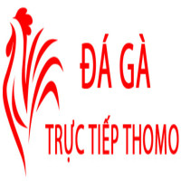 Đá Gà Trực Tiếp Thomo Hôm Nay Avatar