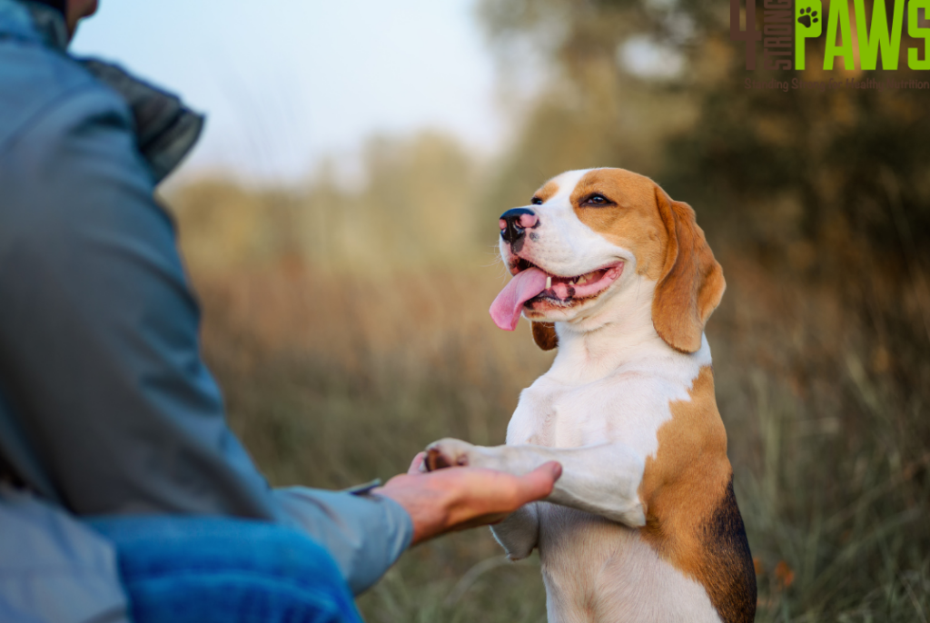 Ways to Keep Your Dog Engaged and Active During Shorter Days - 4 Strong Paws