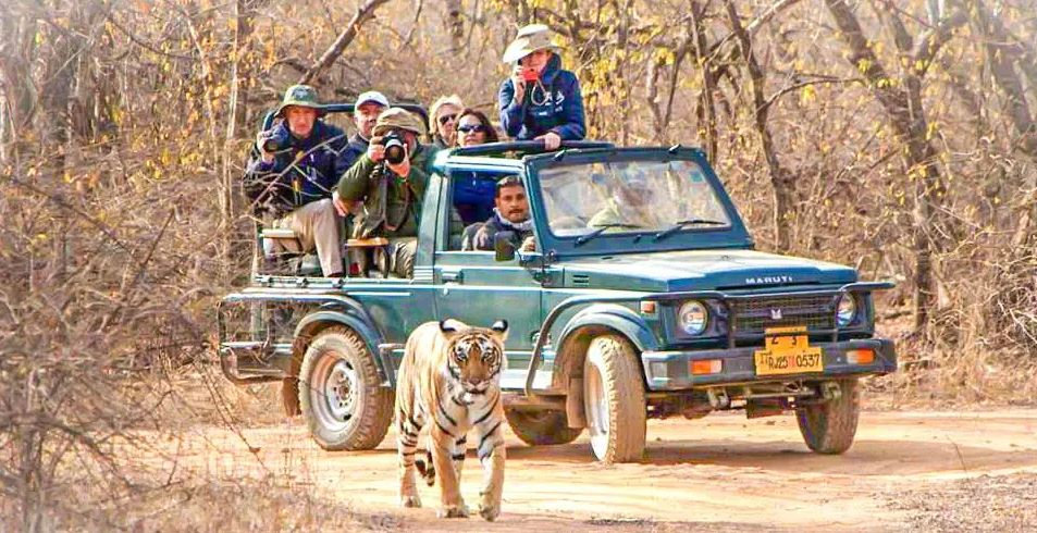 Gir Jeep Safari Booking Made Easy: Insider Secrets