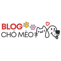 blog chó mèo Avatar