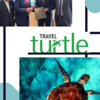 Travel Turtle Turtle