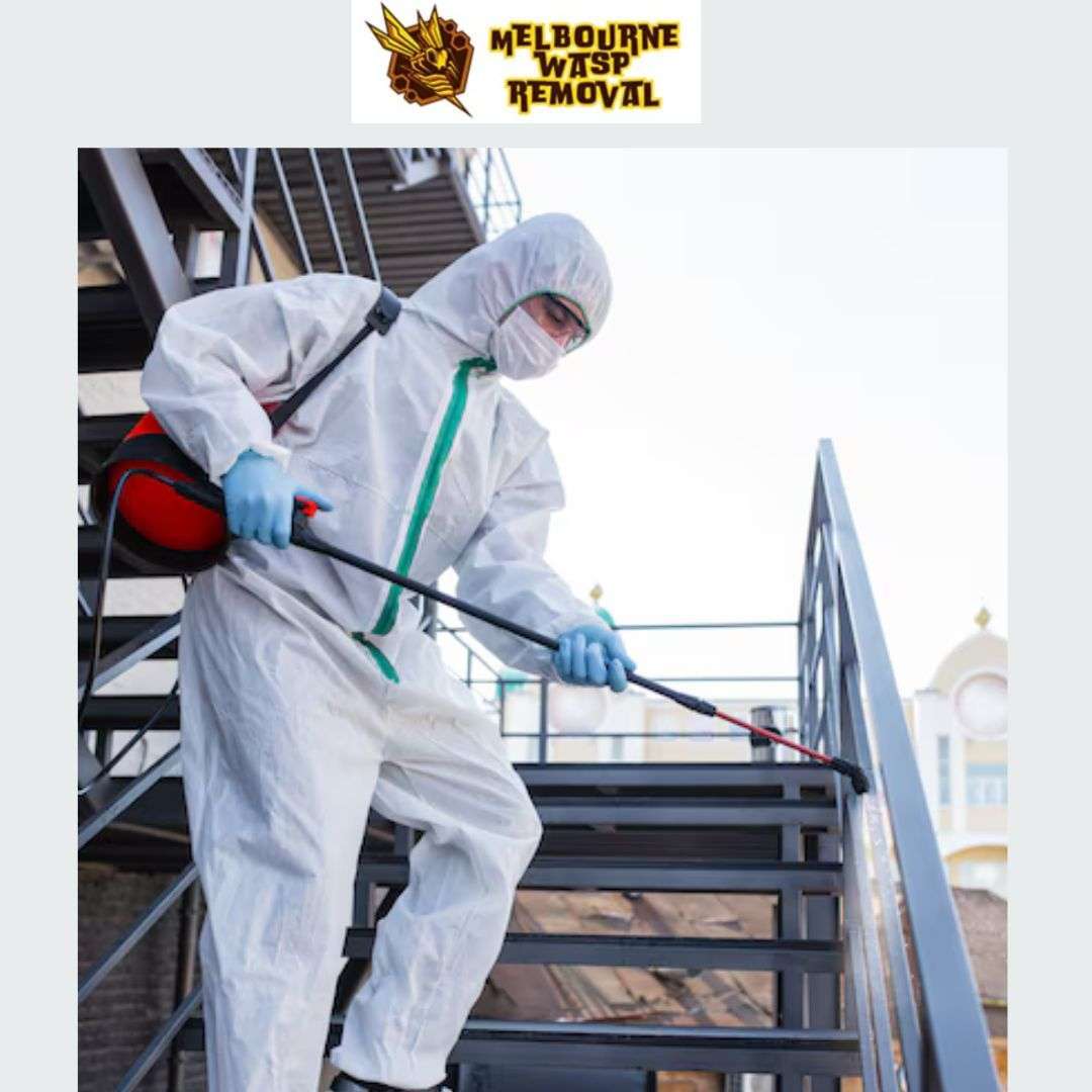 WASP NEST REMOVAL Melbourne