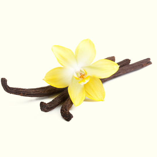 Buy Vanilla Essential Oil Bulk From Wholesale Suppliers